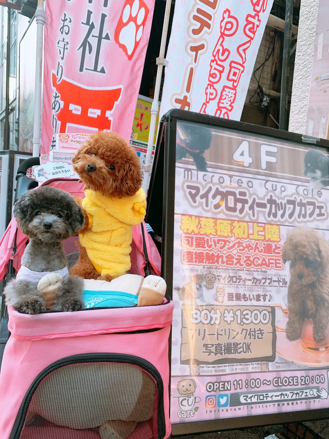 Micro Tea Cup Cafe マイクロティーカップカフェ